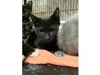 Granite, Domestic Shorthair For Adoption In Portland, Indiana