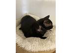 Slash, Domestic Shorthair For Adoption In Portland, Indiana