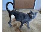 Slate, Domestic Shorthair For Adoption In Portland, Indiana