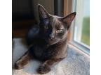 Sassy Pants, Domestic Shorthair For Adoption In Portland, Indiana