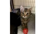 Stormy, Domestic Shorthair For Adoption In Portland, Indiana