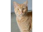 Sunflower, Domestic Shorthair For Adoption In Portland, Indiana