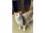 Tic, Domestic Shorthair For Adoption In Portland, Indiana