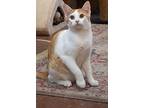 Jefferson, Domestic Shorthair For Adoption In Portland, Indiana