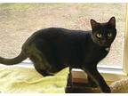 Aurora, Domestic Shorthair For Adoption In Portland, Indiana