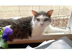 Dexter, Domestic Shorthair For Adoption In Portland, Indiana