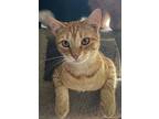 Diamond, Domestic Shorthair For Adoption In Portland, Indiana