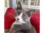 Sienna, Domestic Shorthair For Adoption In Portland, Indiana