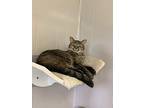 Kate, Domestic Shorthair For Adoption In Portland, Indiana