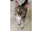 Kiki, Domestic Shorthair For Adoption In Portland, Indiana