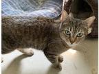 Lizzy Bennet, Domestic Shorthair For Adoption In Portland, Indiana