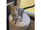 Huckle Berry, Domestic Shorthair For Adoption In Portland, Indiana