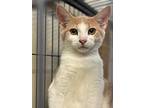Lottie, Domestic Shorthair For Adoption In Portland, Indiana