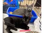 Chanterelle, Domestic Shorthair For Adoption In Portland, Indiana