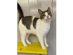 Pixie, Domestic Shorthair For Adoption In Portland, Indiana