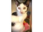 Lily (fka Curby), Domestic Shorthair For Adoption In Portland, Indiana