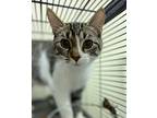 Eenie, Domestic Shorthair For Adoption In Portland, Indiana