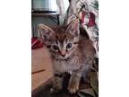 Goose Berry, Domestic Shorthair For Adoption In Portland, Indiana
