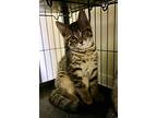 Vivace, Domestic Shorthair For Adoption In Portland, Indiana
