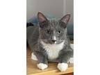 Hickory, Domestic Shorthair For Adoption In Portland, Indiana