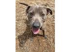 Bubo, American Staffordshire Terrier For Adoption In Harper, Texas