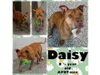 Daisy, American Pit Bull Terrier For Adoption In Franklin, Indiana