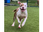 Adira, American Pit Bull Terrier For Adoption In Independence, Missouri