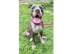 Rascal, American Pit Bull Terrier For Adoption In Voorhees, New Jersey