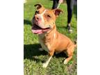 Francisco, American Pit Bull Terrier For Adoption In Voorhees, New Jersey