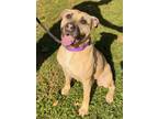 Thimble, American Pit Bull Terrier For Adoption In Voorhees, New Jersey
