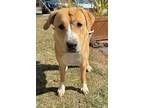 Lucy, Labrador Retriever For Adoption In Voorhees, New Jersey