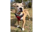 Motley, American Pit Bull Terrier For Adoption In Voorhees, New Jersey