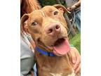 Esquire *in Foster Care, American Pit Bull Terrier For Adoption In Voorhees