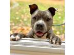 Old Spice, American Pit Bull Terrier For Adoption In Voorhees, New Jersey