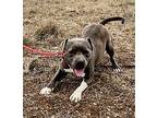 Sylvester, American Staffordshire Terrier For Adoption In Harper, Texas
