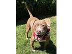 Ruby Roo, American Pit Bull Terrier For Adoption In Redlands, California