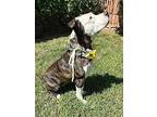 Merlot, American Staffordshire Terrier For Adoption In Redlands, California