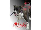 Loki, Staffordshire Bull Terrier For Adoption In Harper, Texas