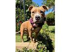 Mika, American Staffordshire Terrier For Adoption In Redlands, California