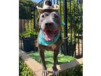 Lenny, American Staffordshire Terrier For Adoption In Redlands, California