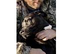 Cassidy, Labrador Retriever For Adoption In Harper, Texas