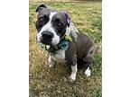 Trixie, American Pit Bull Terrier For Adoption In Redlands, California