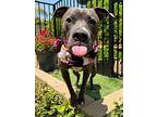 Jada, American Pit Bull Terrier For Adoption In Redlands, California