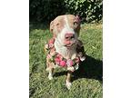 Emery, American Staffordshire Terrier For Adoption In Redlands, California