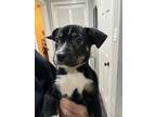 Dunia, Labrador Retriever For Adoption In Sedalia, Colorado