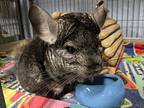 Tony, Chinchilla For Adoption In Montclair, California