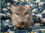 Ming, Chinchilla For Adoption In Montclair, California