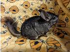 Chase, Chinchilla For Adoption In Montclair, California