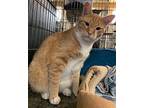 Tigger, Domestic Shorthair For Adoption In Amarillo, Texas