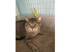 Brad, Domestic Shorthair For Adoption In Chicago, Illinois